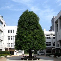 12/6(土)学校説明会•個別相談会を開催！　新渡戸文化